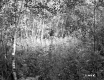 Smith Property, Forest View