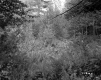 Smith Property, Forest View