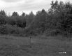 Smith Property, Forest View