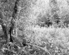 Smith Property, Forest View