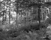 Smith Property, Forest View