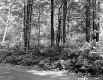 Grover Property, Forest View