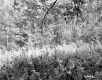 Grover Property, Forest View