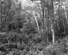 Grover Property, Forest View