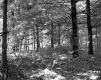 Grover Property, Forest View