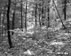 Grover Property, Forest View