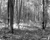 Grover Property, Forest View