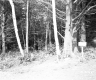 Fogg Property, Forest View