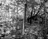 Fogg Property, Forest View