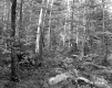 Fogg Property, Forest View