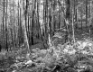 Fogg Property, Forest View