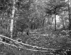 Fogg Property, Forest View