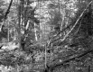 Fogg Property, Forest View
