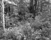 Fogg Property, Forest View