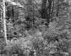 Fogg Property, Forest View