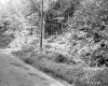 Fogg Property, Forest View