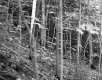 Childs Property, Forest View