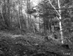 Childs Property, Forest View