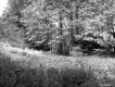 Childs Property, Forest View