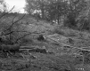 Childs Property, Forest View