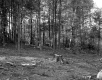 Childs Property, Forest View