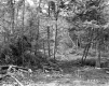 Fogg Property, Forest View