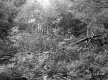 Fogg Property, Forest View