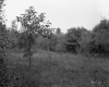 Fogg Property, Forest View