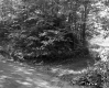 Fogg Property, Forest View