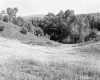 Fogg Property, Field and Forest