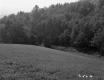 Fogg Property, Field and Forest