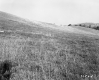 Fogg Property, Rolling Hills