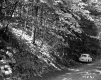 Harvey Property, Forest View