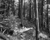 Harvey Property, Forest View