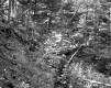 Harvey Property, Forest View