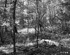Harvey Property, Forest View