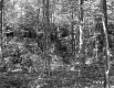 Harvey Property, Forest View