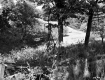 Harvey Property, Forest View