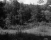 Harvey Property, Forest View