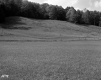Harvey Property, Field and Forest
