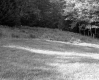 Harvey Property, Field and Forest