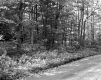 Harvey Property, Forest View