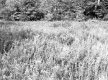 Grosjean Property, Field and Forest