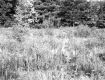 Grosjean Property, Field and Forest