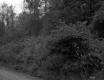 Central Vermont Railway Property, Forest View