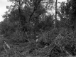 Central Vermont Railway Property, Forest View