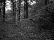 Gilman Property, Forest View