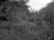 Gilman Property, Forest View