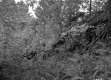 Gilman Property, Forest View
