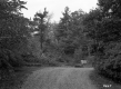 Gilman Property, Driveway through Forest